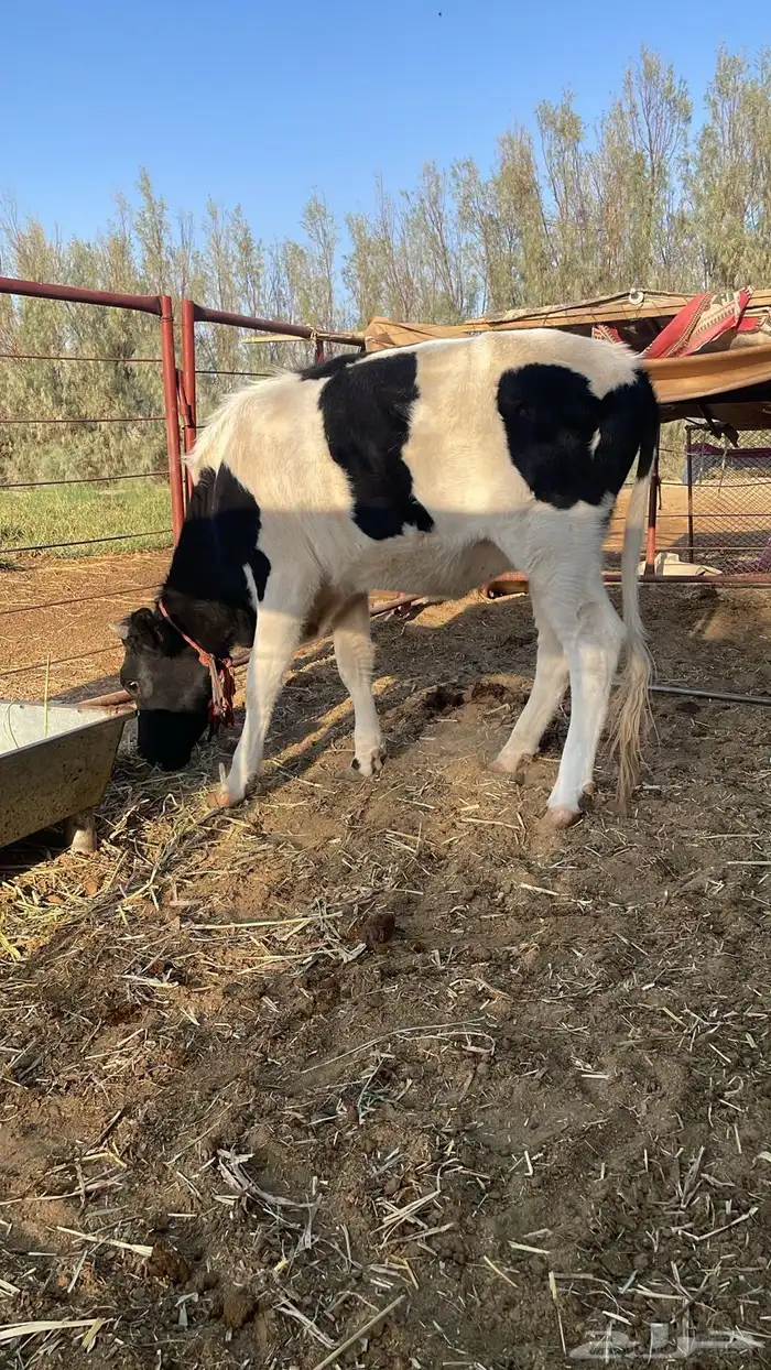 بقرة للبيع عمرها سنتين طيبة وصحتها طيبة حاله فاضيه مب دفاع 1