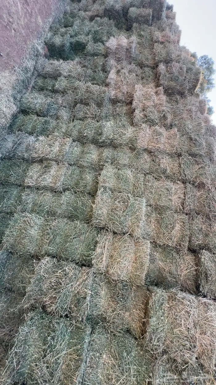 برسيم للبيع 0