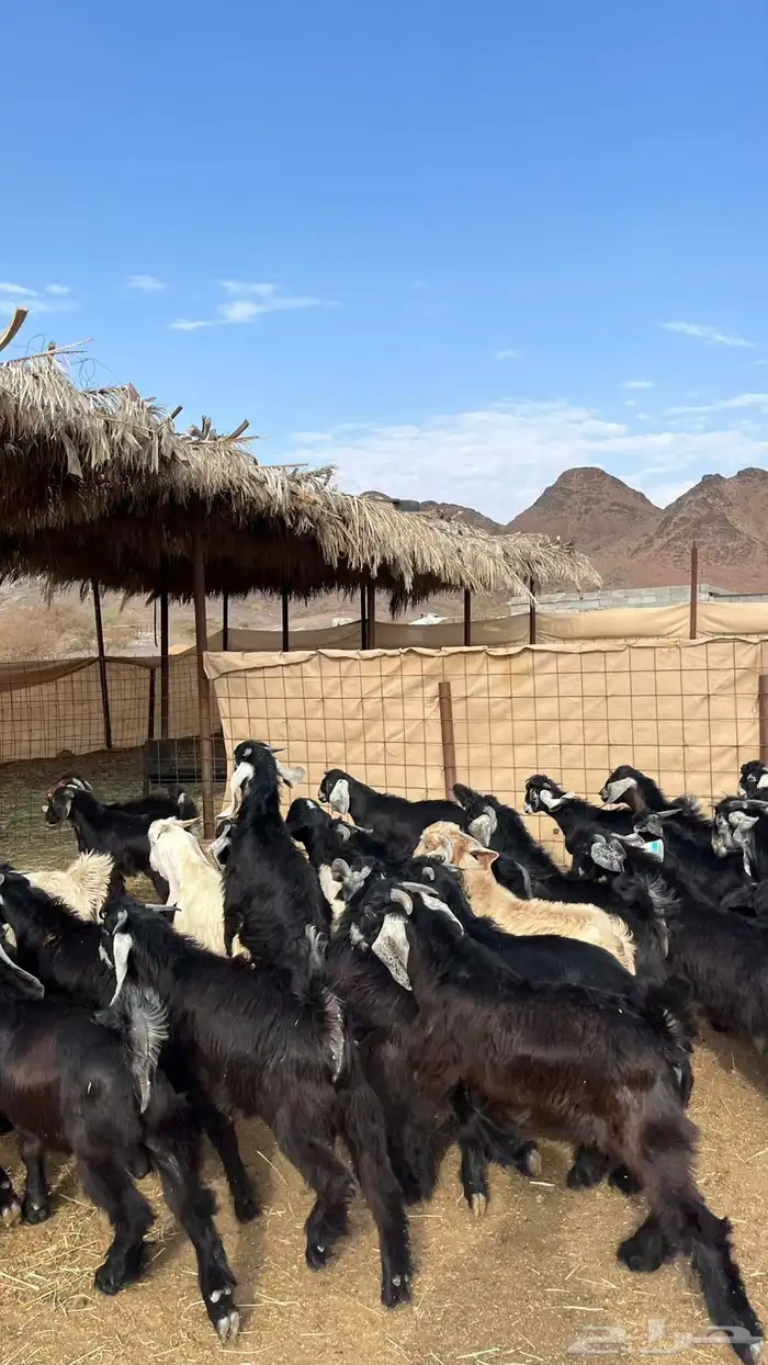 تيوس عوراض بلدي ( من المزرعه لباب بيتك   ) 9