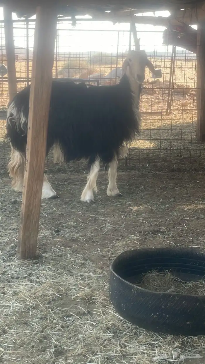 نجديه ثنيه حايل 4