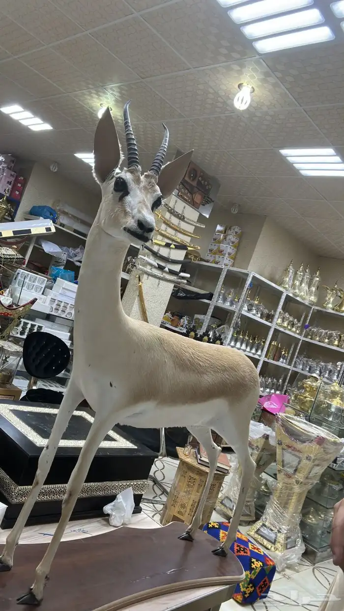 بيوت شعر جديدة ابيض واسود جميع المقاسات وخيم 15