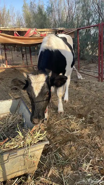 بقرة للبيع عمرها سنتين طيبة وصحتها طيبة حاله فاضيه مب دفاع index