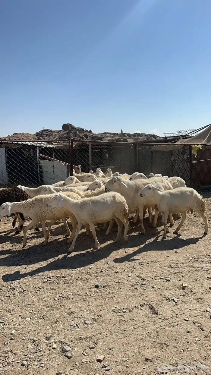 غنم للبيع 1