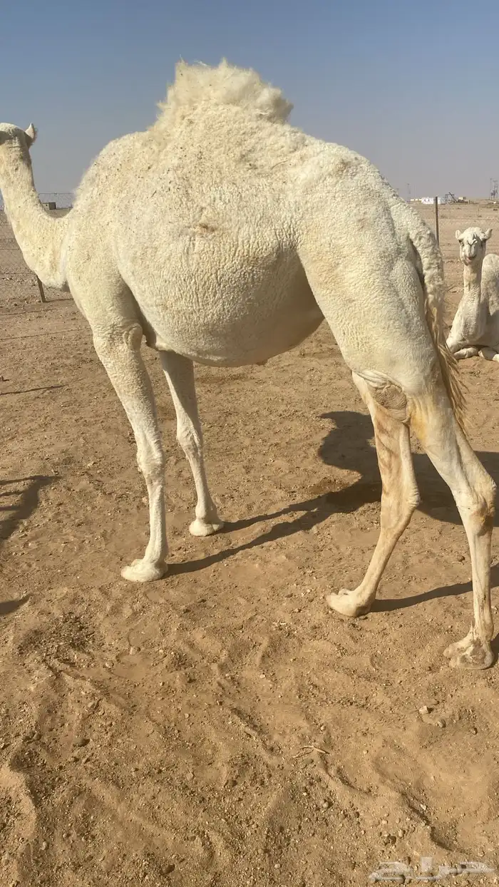 بكره للبيع 0