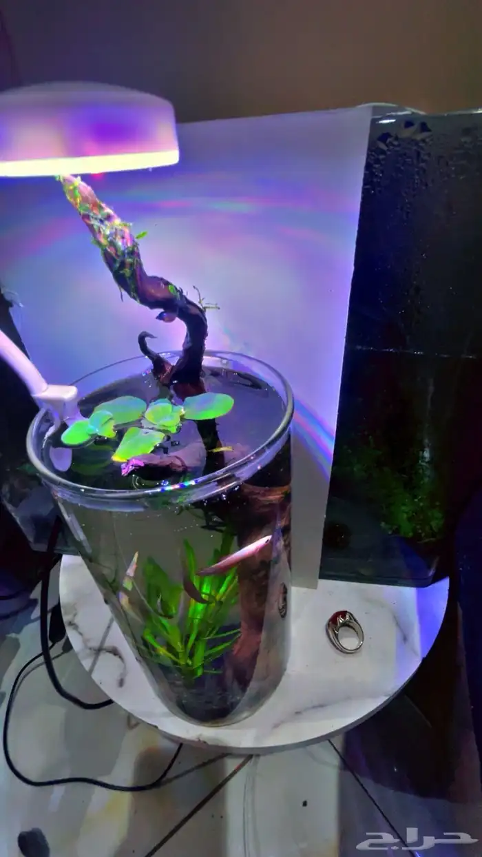 حوض مكتبي نهري 4