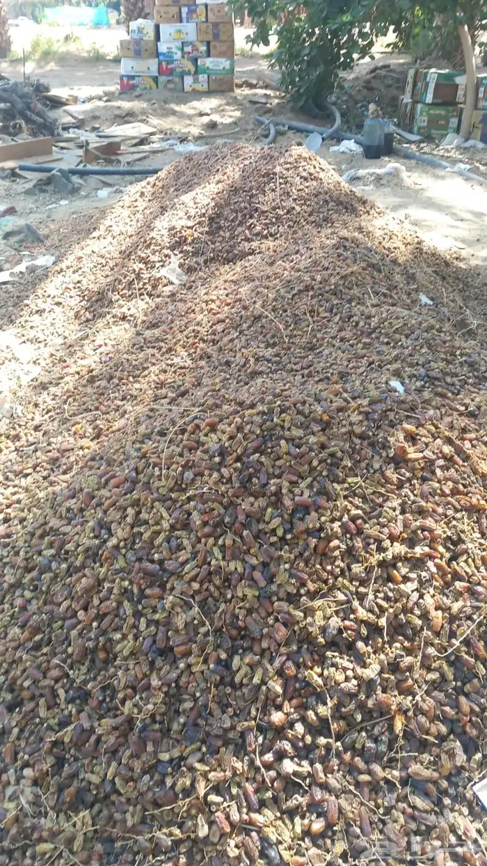 تمر حق حلال نظيف حمله دينه 0