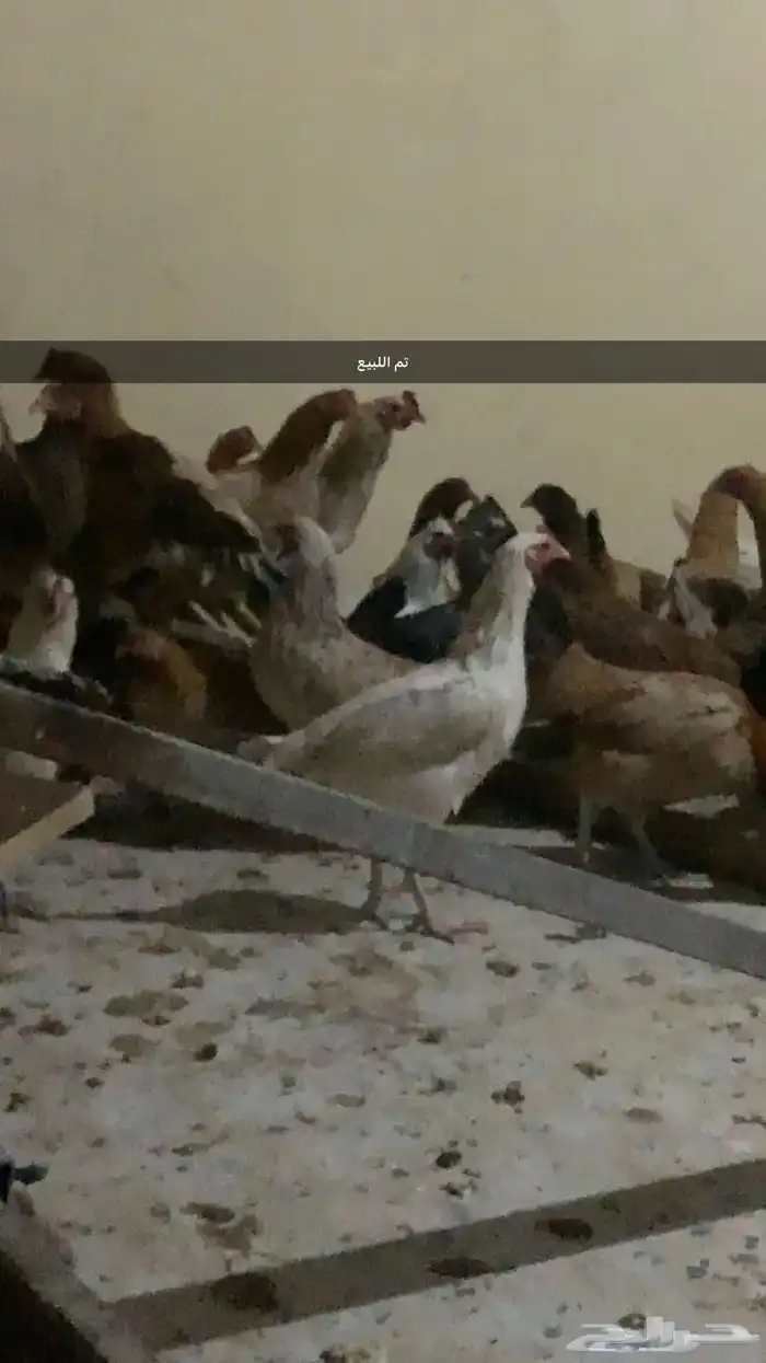 دجاج بياض 0