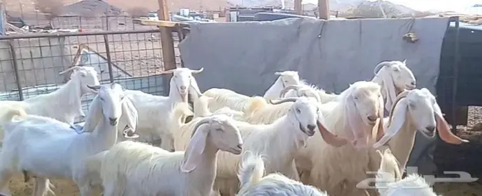 مراح معزا وجفار بيض مطورات بفحلهم لاعلي سوم 1