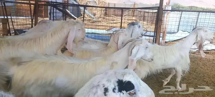 مراح معزا وجفار بيض مطورات بفحلهم لاعلي سوم 31