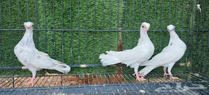 كوري ثلاث حبات 0