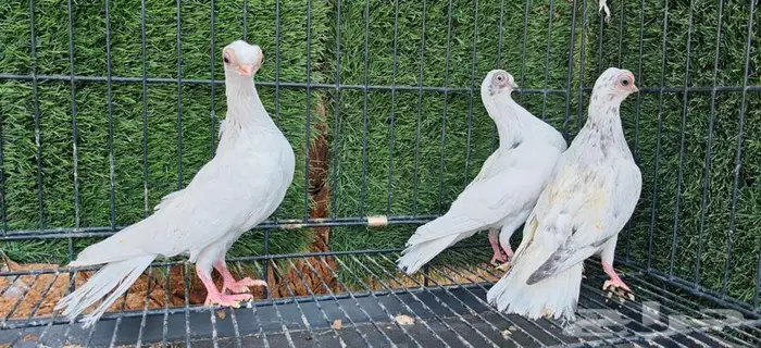 كوري ثلاث حبات 1