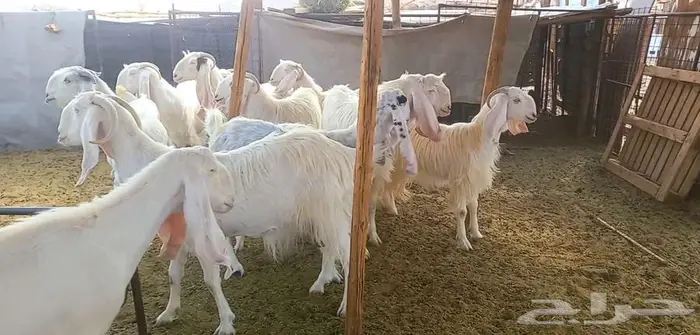 مراح معزا وجفار بيض مطورات بفحلهم لاعلي سوم 4