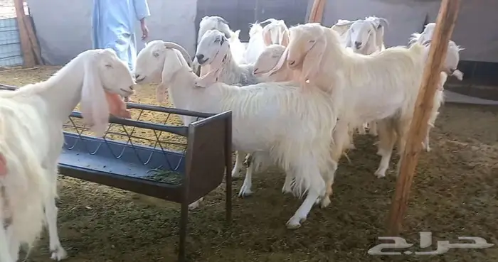 مراح معزا وجفار بيض مطورات بفحلهم لاعلي سوم 9