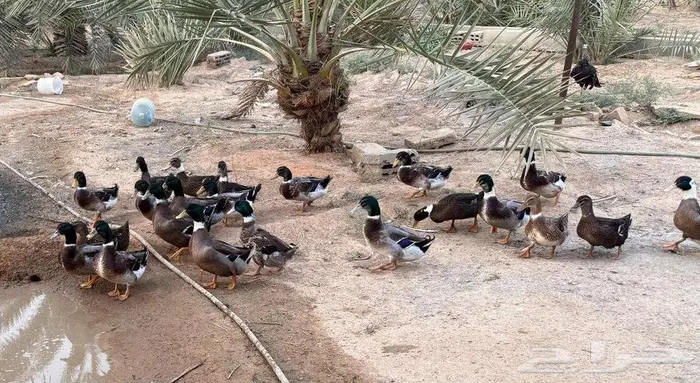 دجاج فيومي وبط ودجاج رومي في المزاحمية 2