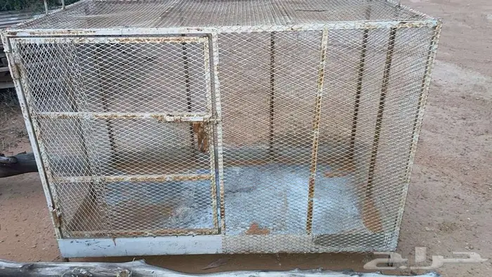 للبيع شبك طيور او دجاج 0