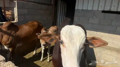 بقرتين وثور وعجله index