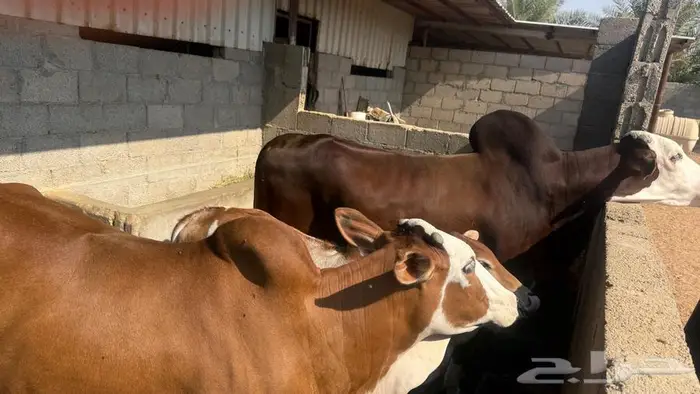 بقرتين وثور وعجله 2