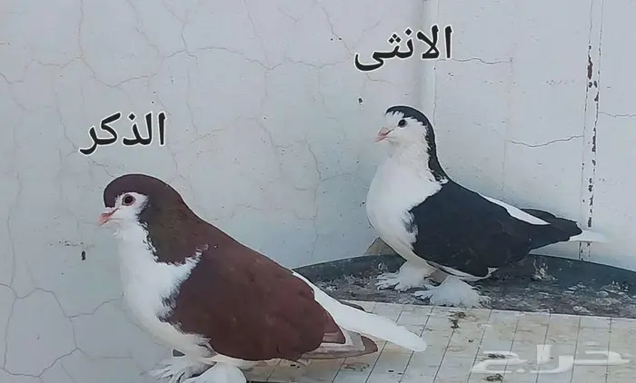 حمام زوج شيرازي 0