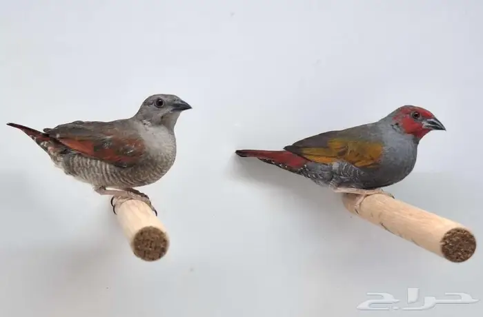 لهواة الفينش جوز بتيليا فينش 0