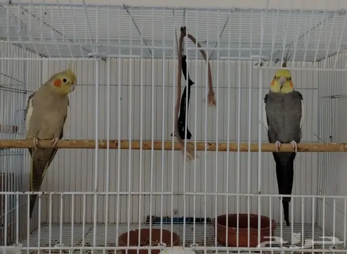 زوج كروان (كاكتيل) 0