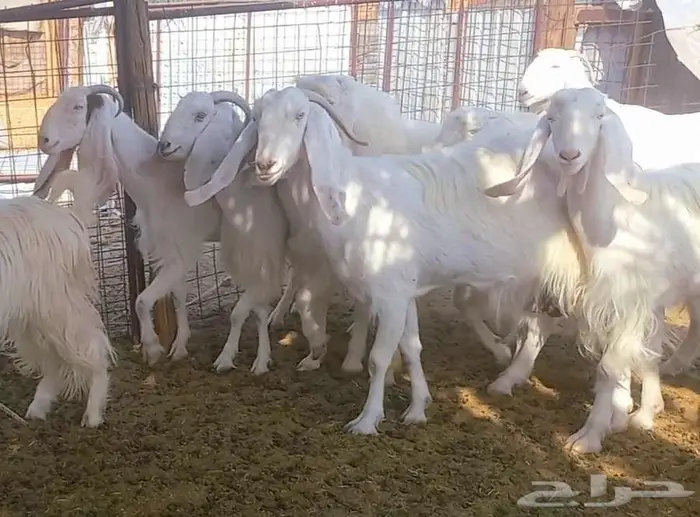 مراح معزا وجفار بيض مطورات بفحلهم لاعلي سوم 24