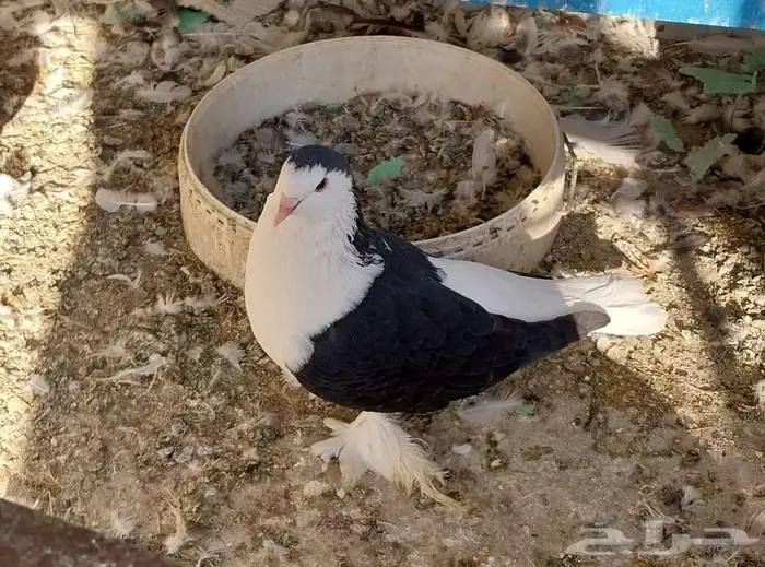 حمام زوج شيرازي 1