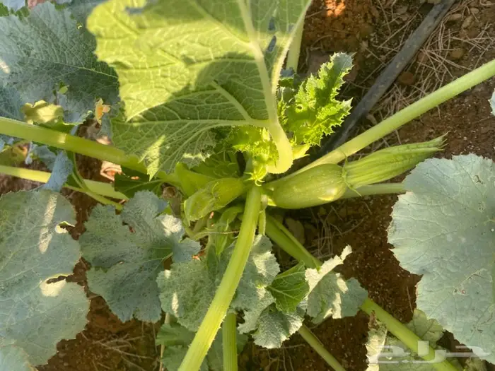 رشاش محوري وبيوت محمية للتقبيل 9