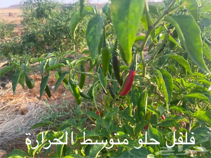 رشاش محوري وبيوت محمية للتقبيل 1