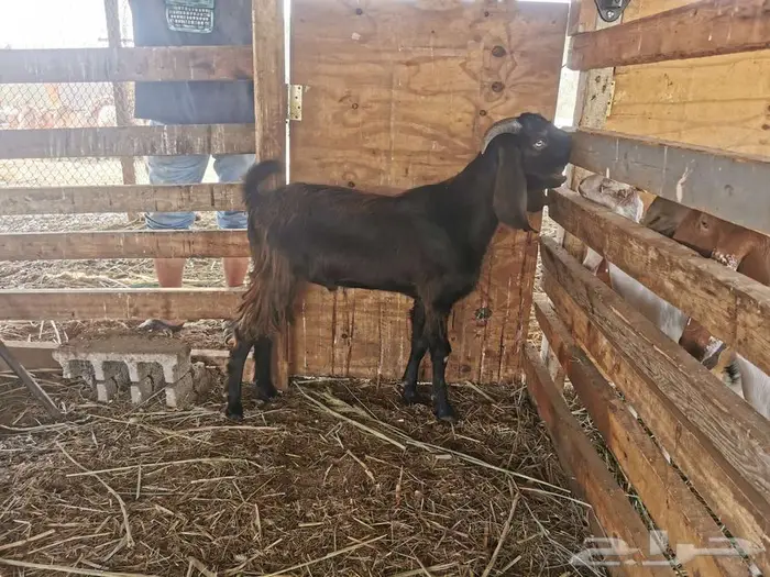 تيس مشروع فحل شامي صنف الصنف 2