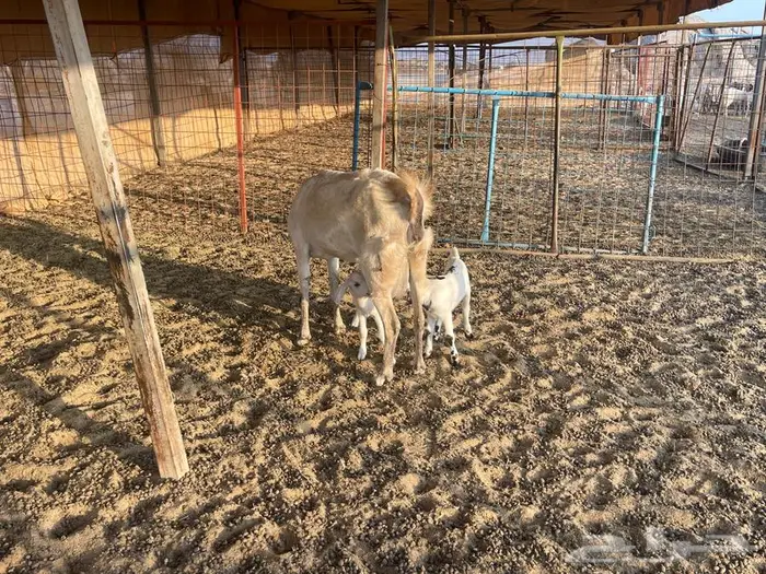 عنز بيشيه يتبعها جفرتين 3