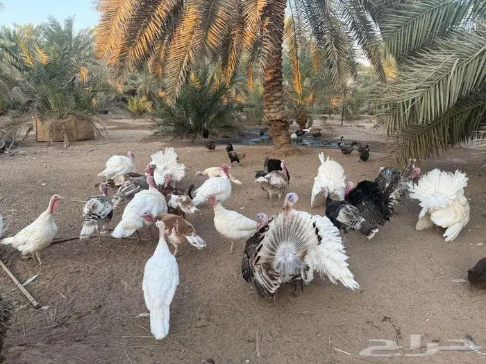 دجاج فيومي وبط ودجاج رومي في المزاحمية 1