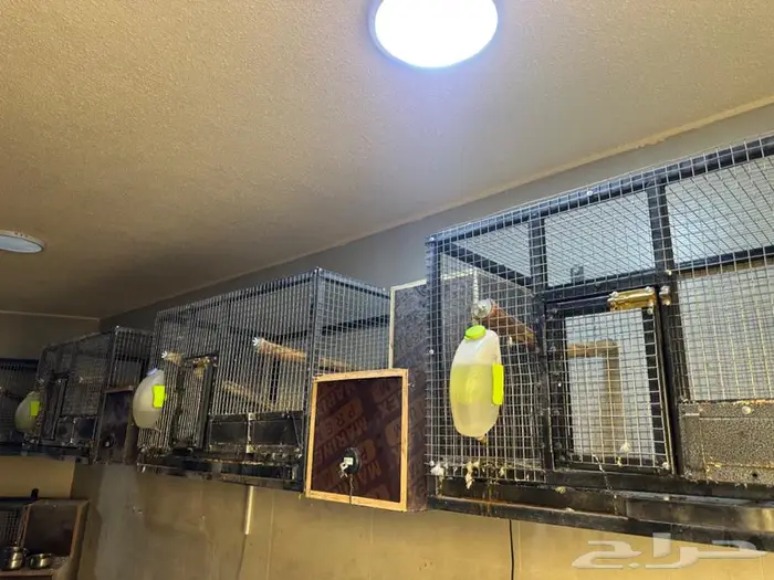 اقفاص انتاج ببغاوات تفصيل قوي 1