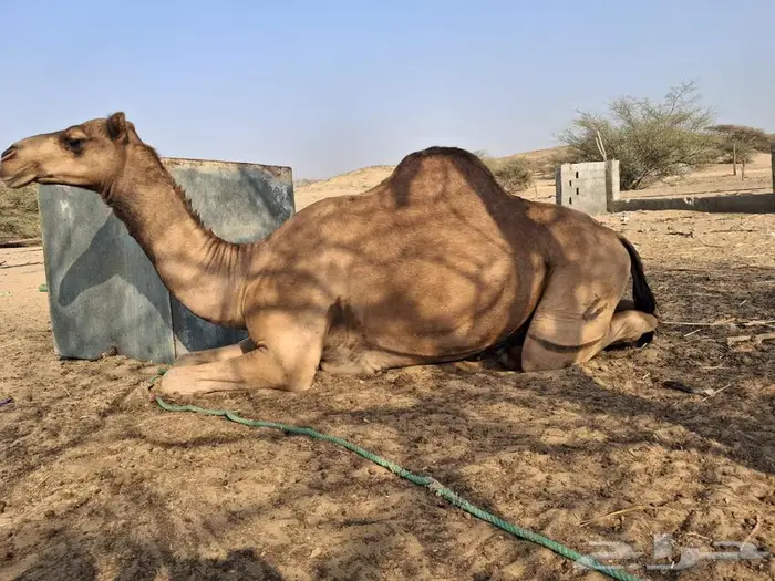 قعود ساحلي 1