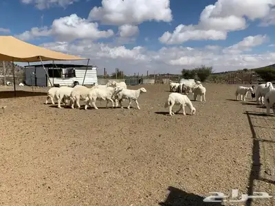 طليان مناسبات  ثلاجة   كشتات بالتقسيط index