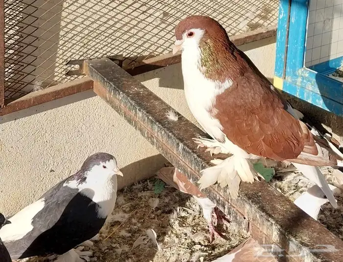 حمام زوج شيرازي 2