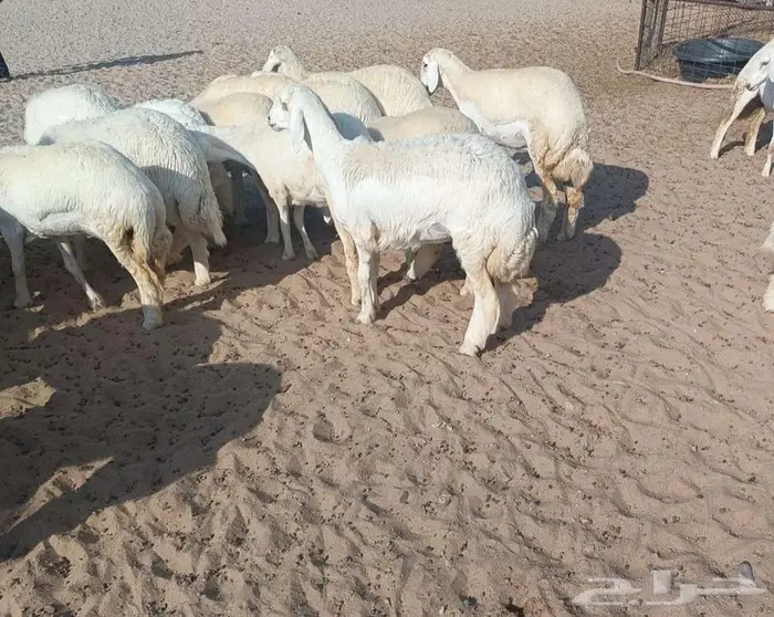 44 رخال فواخر بفحولها من حلال عقاب الدهاسي في أملج -محدوده 2