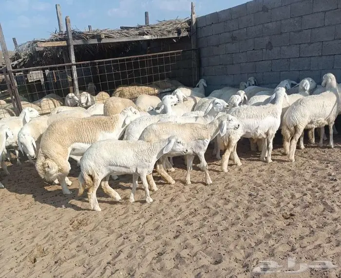 44 رخال فواخر بفحولها من حلال عقاب الدهاسي في أملج -محدوده 4