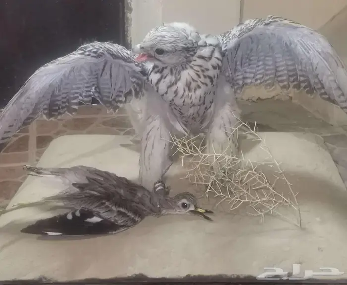 صقر محنط للمجالس حجم كبير شغل متعوب عليه لايجي الا الصامل وا 3