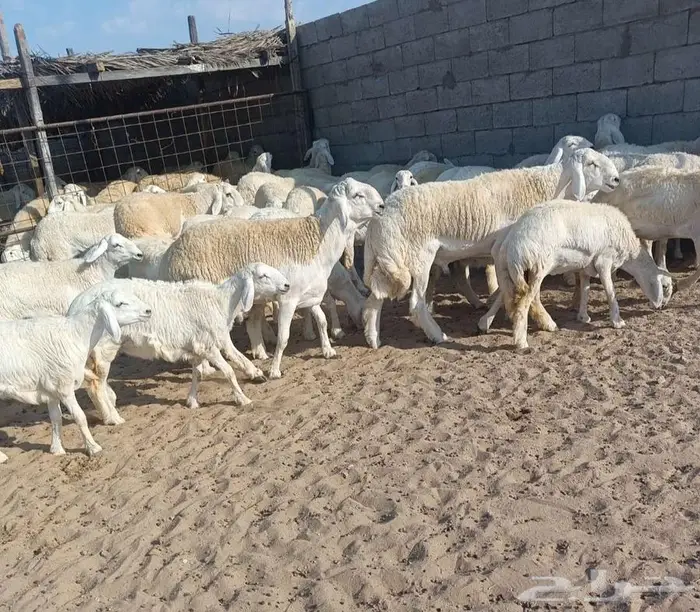 44 رخال فواخر بفحولها من حلال عقاب الدهاسي في أملج -محدوده 0