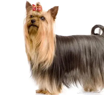 لمحبين الكلاب الصغيره index