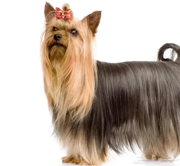 لمحبين الكلاب الصغيره 4