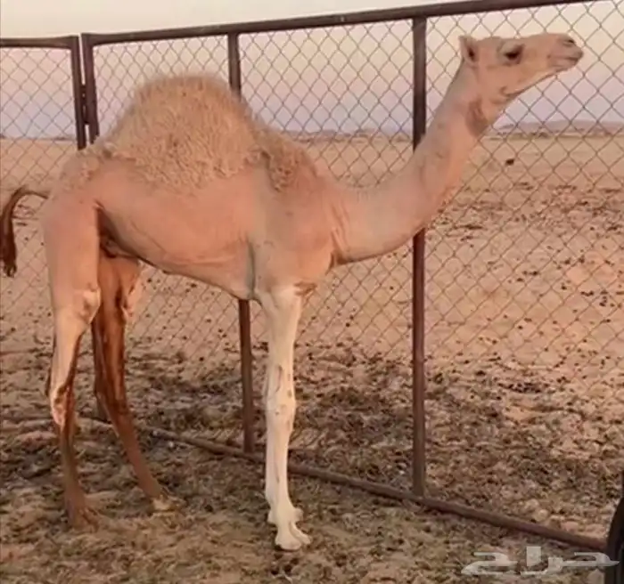 مطلوب مطلوب حاشو ع النص نبي نوعيات طيبه ابكار وقعدان اللي 0