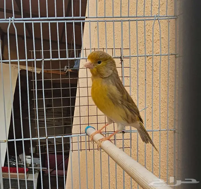 كناري تغريد وطول نفس 2