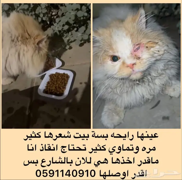 قطة بيت تحتاج انقاذ 0