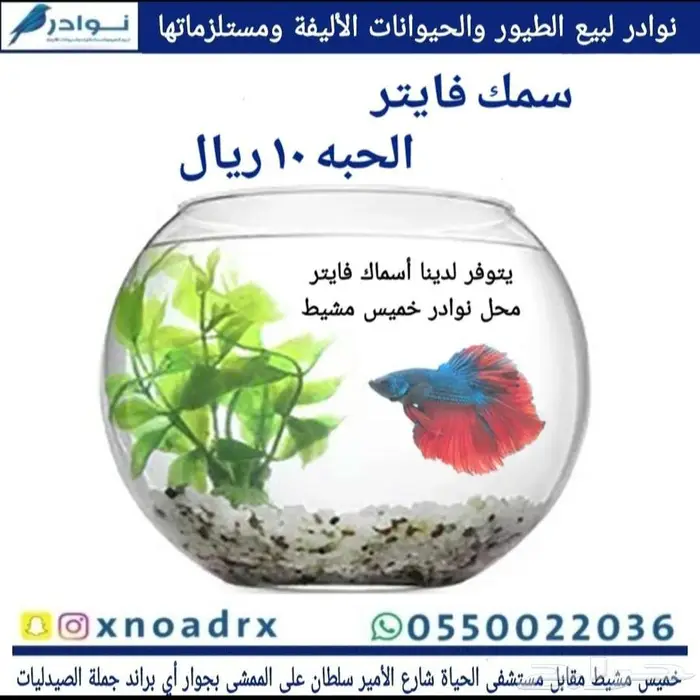 سمك فايتر 10 ريال علاج سمك محل نوادر 0