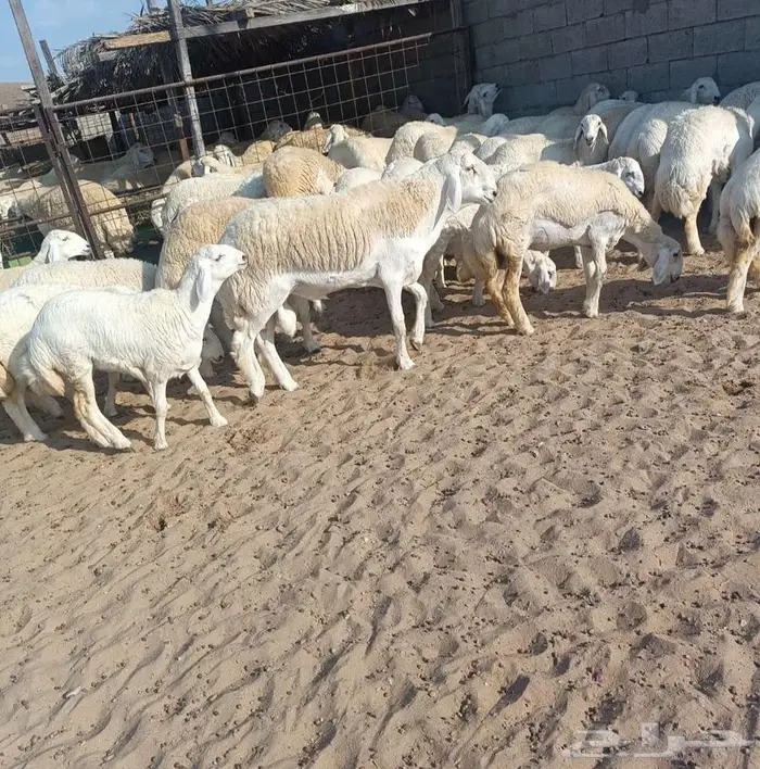 44 رخال فواخر بفحولها من حلال عقاب الدهاسي في أملج -محدوده 3