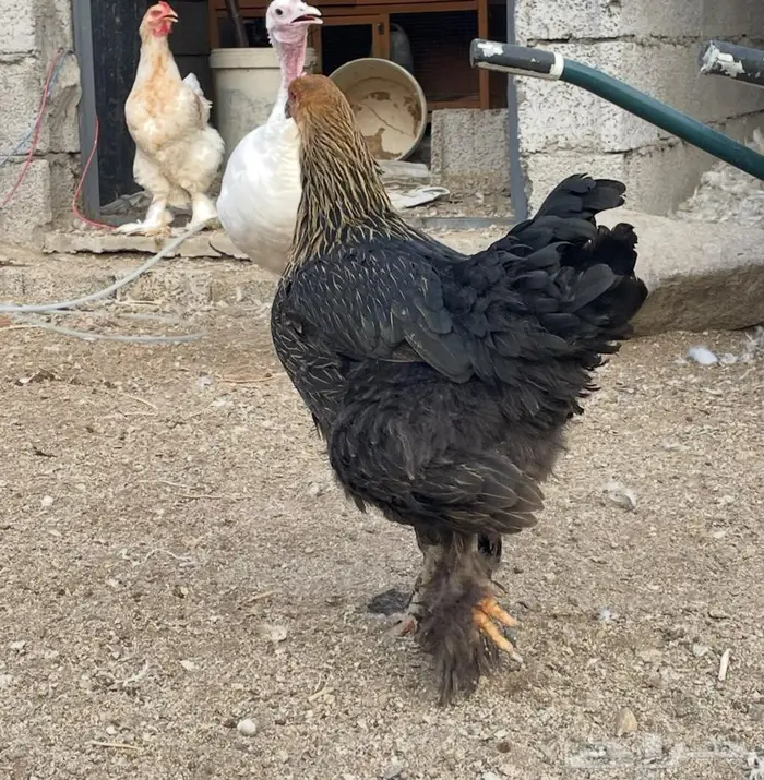 دجاج براهما للبيع 0