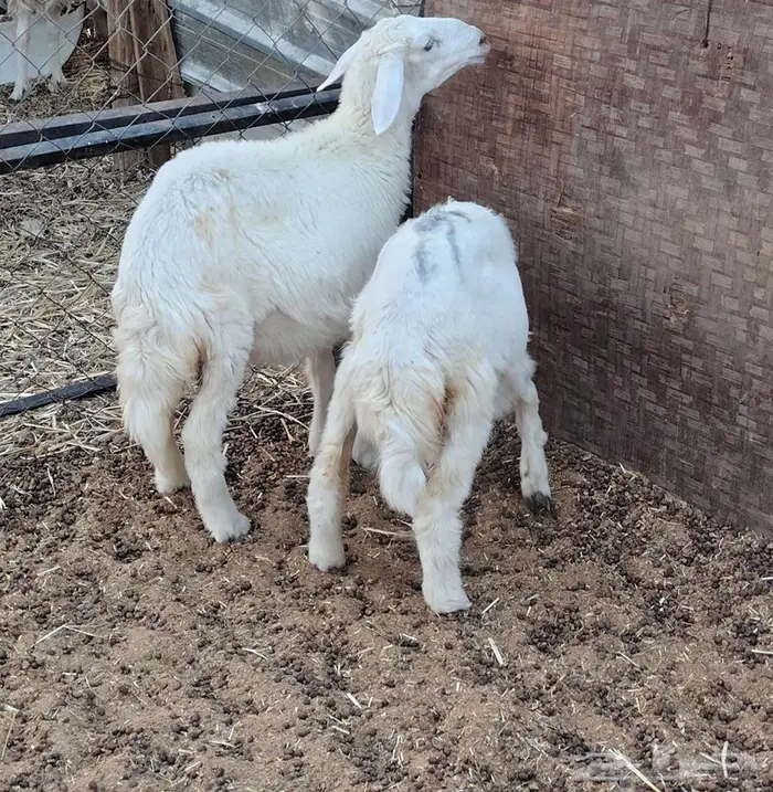 رخال منادي ولعشاق البر 0