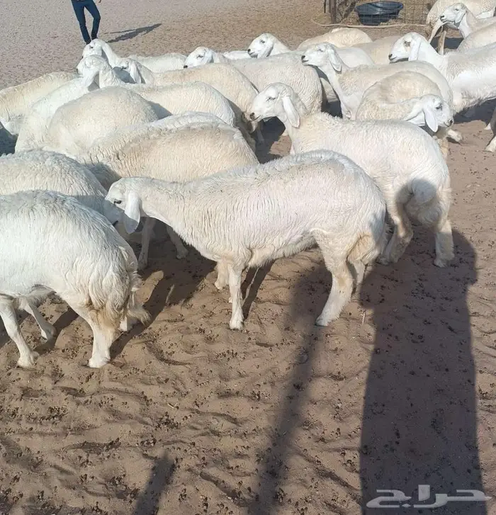 44 رخال فواخر بفحولها من حلال عقاب الدهاسي في أملج -محدوده 1