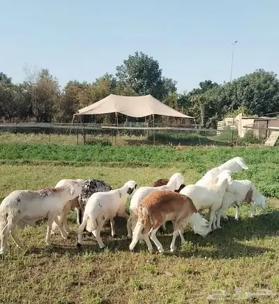 طليان سواكن index